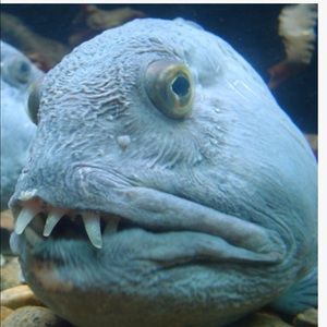 Meet your Posher, Scott